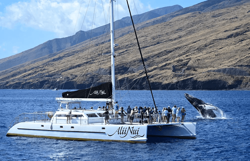 Product Catamaran Whale Watch