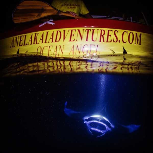Product Night Manta Ray Kayak and Snorkel