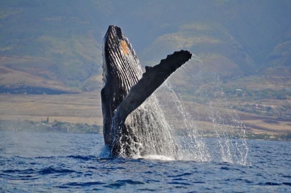 Product Afternoon Whale Watch From Ma'alaea