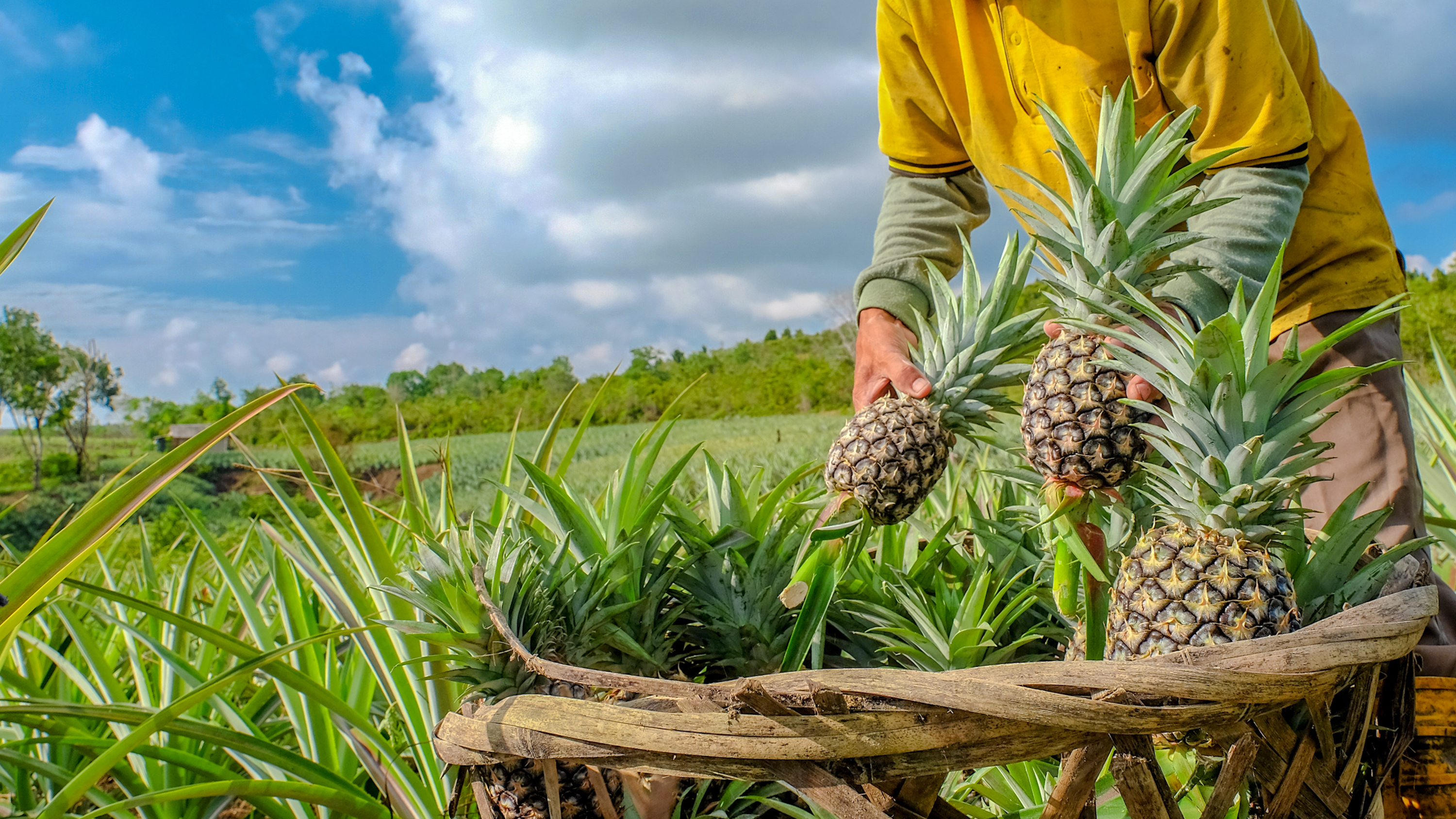 Product North Shore Dole Pineapple Tour