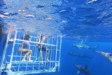 Product Haleiwa Cage Dive With Sharks