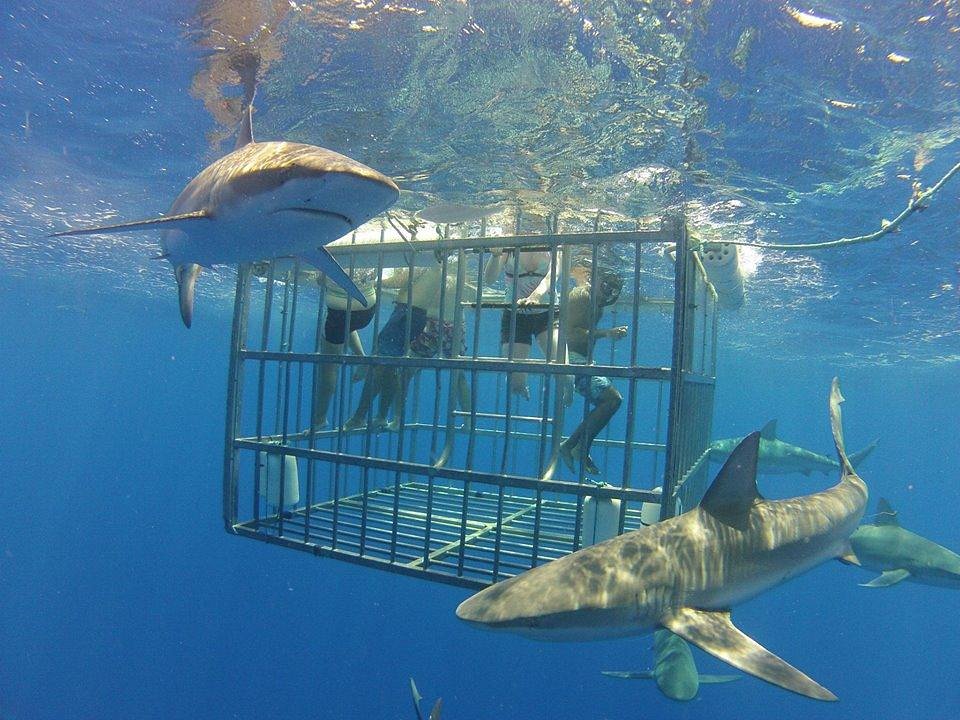 Product Haleiwa Cage Dive With Sharks