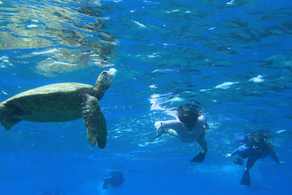 Product Waikiki Turtle Snorkel 