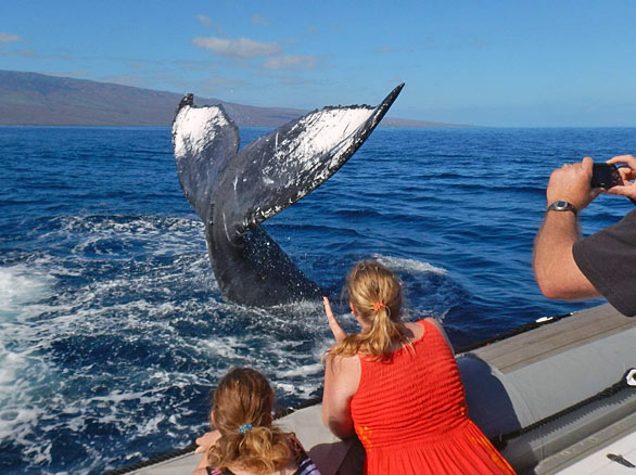 Product Whale Watch Raft Adventure