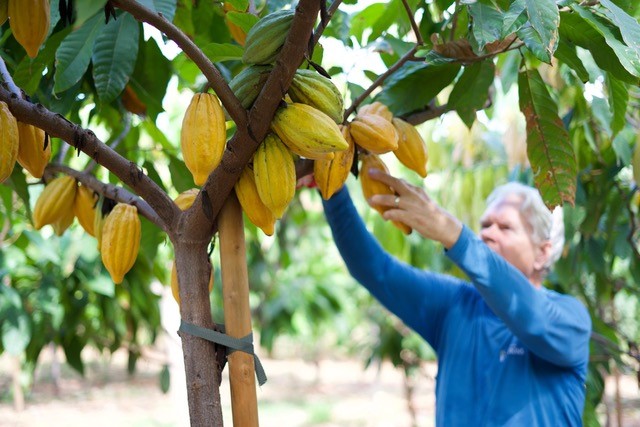 Product Maui Chocolate Farm Tour & Tasting