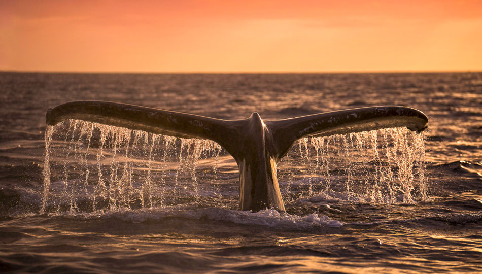 Product Sunset Whale Watch Cruise - Anaeho'omalu Bay