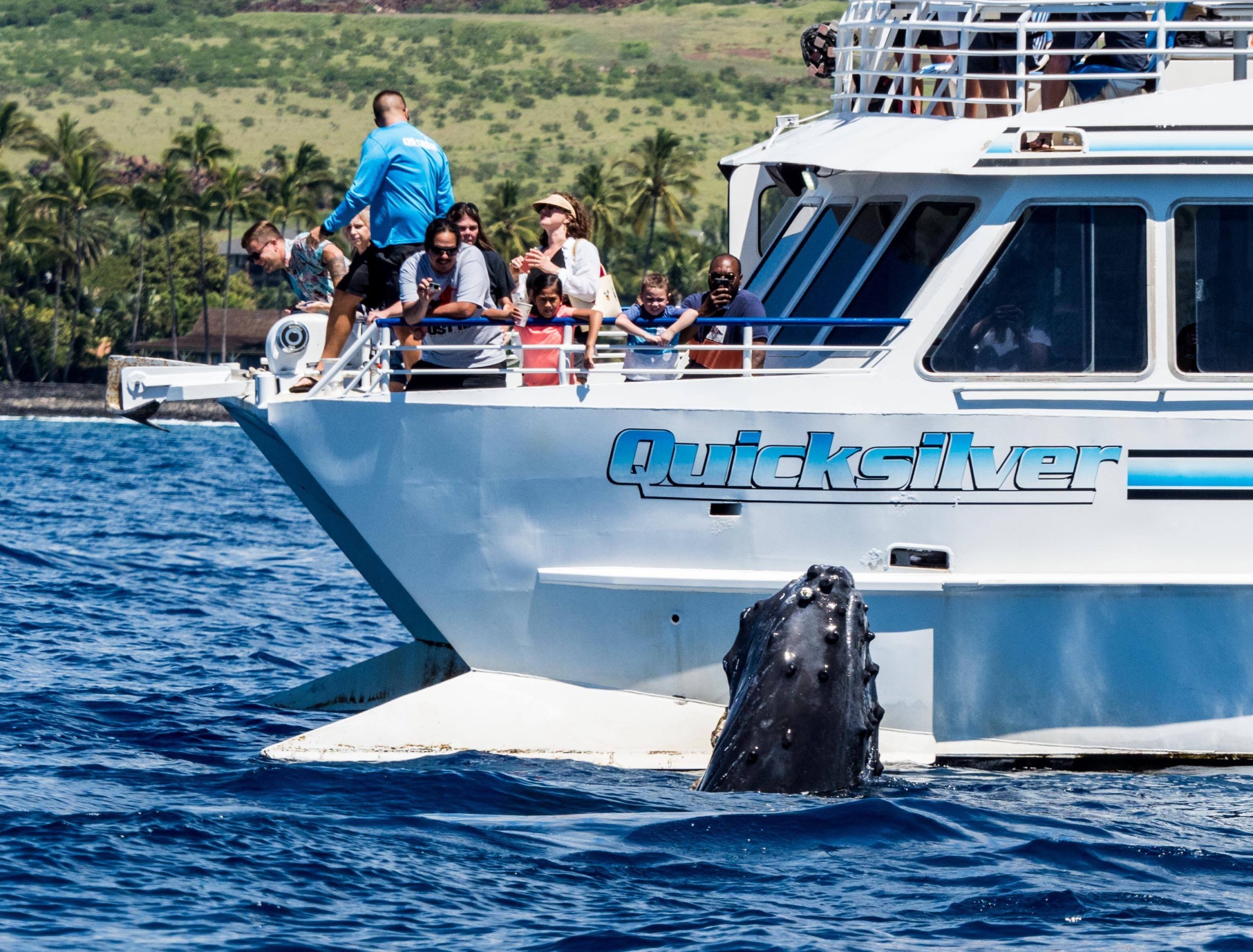 Product Early Bird Whale Watch