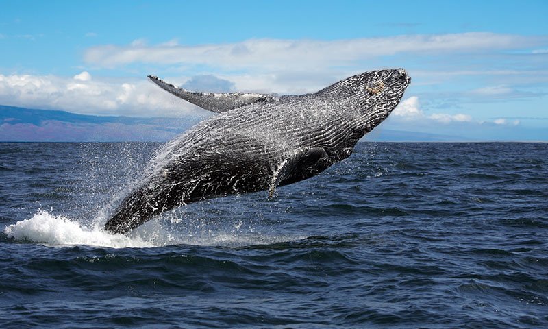 Product Morning Whale Watch